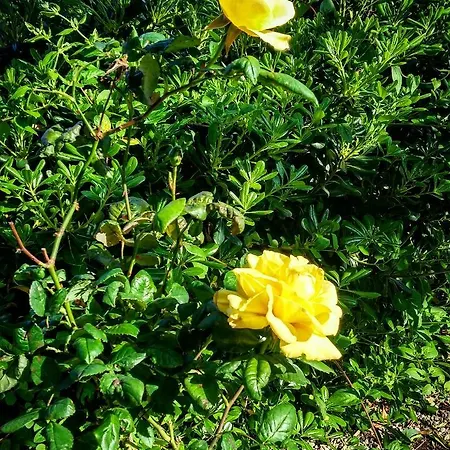 With Gardens * Lefkáda