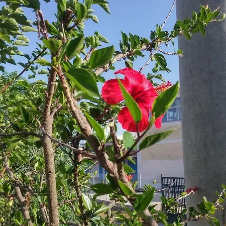 Apartmán With Gardens