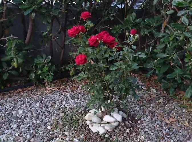 With Gardens *