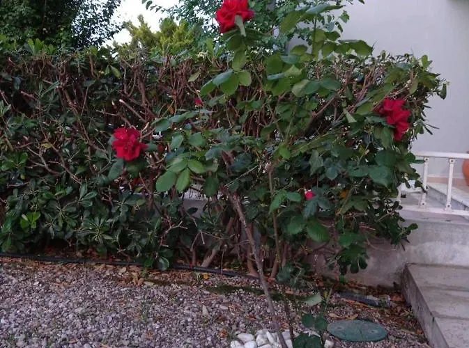 Daire With Gardens *